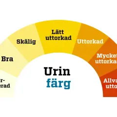 Färgkarta för urin. Indikerar vätskenivå från överhydrerad till allvarligt uttorkad. Urin luktar illa klimakteriet kan vara ett tecken på uttorkning.
