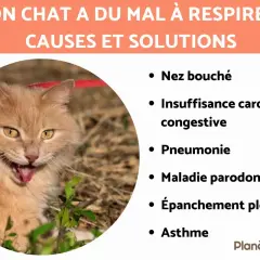 Un chat roux aux yeux jaunes semble avoir du mal à respirer. La liste des causes et solutions pour comment soulager un chat qui a du mal à respirer inclut nez bouché, insuffisance cardiaque, pneumonie, etc.