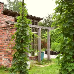 En vacker tegelbyggnad med en rund fönsteröppning, omgiven av frodig grönska där det är lätt att odla humle.