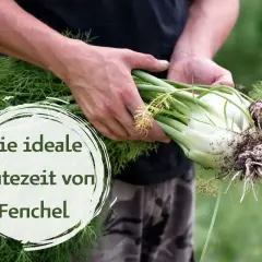 Hände halten frisch geernteten Fenchel mit Wurzeln. Die ideale Erntezeit von Fenchel ist jetzt.