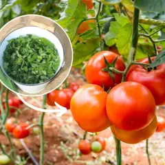 Naturalny nawóz z zielonych liści, idealny jako potas do pomidorów. Dojrzałe pomidory na krzaku.