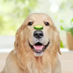 Ein goldener Retriever-Hund mit einer Gurkenscheibe auf der Nase.