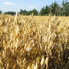 Czy można siać nawóz na mokre zboże? Ryzyko i skutki dla plonów