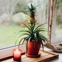 Mały ananas w doniczce na parapecie, obok palącej się świecy. Roślina ma zielone liście i mały owoc.