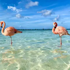 Zwei Flamingos im kristallklaren Wasser vor Aruba. Perfekt für die **Aruba beste Reisezeit**!