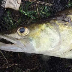 Kiedy na sandacza z gruntu? Odkryj najlepsze pory na łowienie