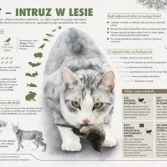 Kot domowy poluje na dzikie koty, ptaki i inne zwierzęta. W Polsce żyją żbik i ryś.