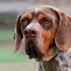 Un perro pachón de pelaje moteado y orejas caídas mira atentamente.