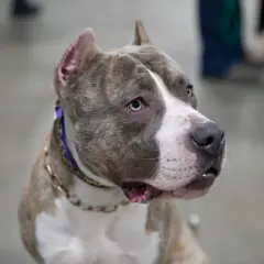 Oto jak wygląda pitbull: pies o pręgowanym umaszczeniu, z niebieskimi oczami i ozdobną obrożą, czeka na swoją kolej.