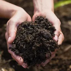 Dłonie trzymające żyzną ziemię do iglaków, gotową do sadzenia.
