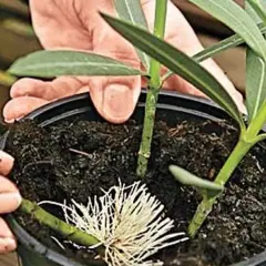 Hände zeigen, wie man Oleander vermehrt. Ein Steckling mit Wurzeln wird in Erde gesetzt.