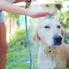 Złoty retriever jest kąpany w ogrodzie. To ważny etap nauki, jak długo szczeniak uczy się czystości, ale też jak dbać o jego higienę.