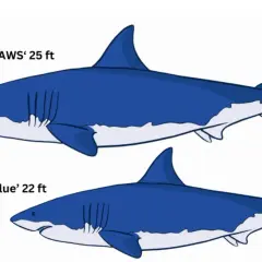 Comparación del tiburón blanco tamaño: el de JAWS (25 pies) es más grande que Deep Blue (22 pies).