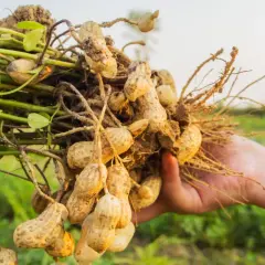 Eine Hand hält frisch geerntete Erdnüsse, die botanisch gesehen keine Nüsse sind.