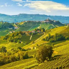 Colline ondulate ricoperte di vigneti dorati, punteggiate da casali e borghi, un paesaggio iconico delle Langhe e del Monferrato.