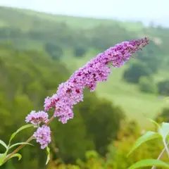 Lila Blütenrispen des Sommerflieder, einer invasiven Pflanze, vor sanften grünen Hügeln.