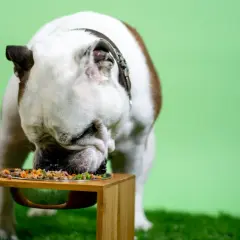 Buldog zajada się pysznym jedzeniem, dbając o swoje zapotrzebowanie kaloryczne.