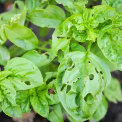 Foglie di basilico bucate, con piccoli fori che sembrano disegnati da insetti golosi.