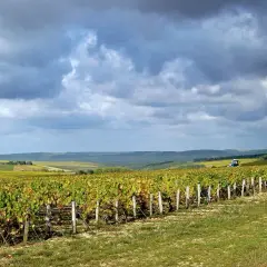 Weite Weinberge unter dramatischem Himmel. Im Vordergrund ranken sich die Reben der Chablis-Rebsorte, im Hintergrund ein Traktor.