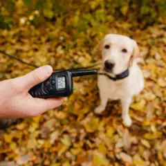 Obroża elektryczna: Jak działa? Czy jest legalna i bezpieczna?