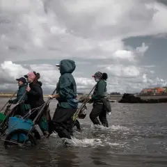 Mariscadoras gallegas, con sus carritos, caminan por el agua en busca de marisco.