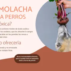 Un perro curioso intenta morder una remolacha fresca. Los perros pueden comer remolacha, pero con moderación.