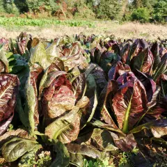 Un campo di radicchio rosso, con le sue foglie croccanti e colorate, annuncia la **radicchio stagione**.