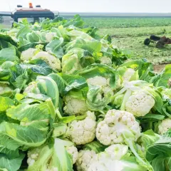 Obfity zbiór kalafiora na polu. W tle widać ciągniki, co świadczy o trwającej **uprawie kalafiora**.