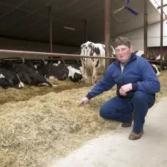 Rolnik sprawdza świeżość ściółki dla bydła mlecznego. Krowy odpoczywają na słomie w oborze.