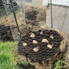 Des pommes de terre germées sont plantées dans une tour de culture en paille et grillage.