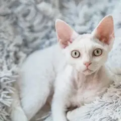 Białe koty Devon Rex - piękne, wyjątkowe i łatwe w pielęgnacji