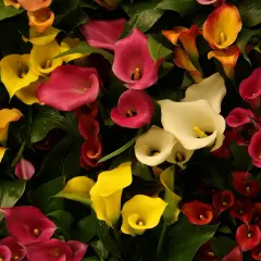 Un bouquet de lys calla aux couleurs vives : jaune, rose, blanc, rouge et orange, avec des feuilles vertes luxuriantes.