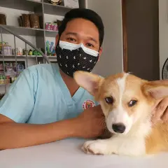 Weterynarz w maseczce uspokaja corgi, który ma kaszel u psa z odruchem wymiotnym.
