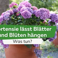 Schlaffe Hortensie trotz Wasser? Lila und pinke Blüten hängen traurig herab. Was tun, wenn die Hortensie schlapp ist?