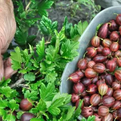 Kiedy jest sezon na agrest? Sprawdź, kiedy go zbierać i gdzie kupić