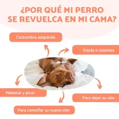 Un perro marrón se revuelca en la cama, explorando por qué mi perro no para de dar vueltas por la noche: estrés, picor o para dejar su olor.
