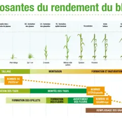 Schéma illustrant les étapes de croissance du blé, de la semence à la maturité, et les facteurs influençant le rendement.