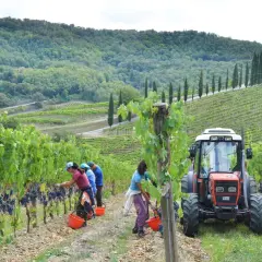 Zbiory winogron na wzgórzach Toskanii. Pracownicy zbierają winogrona do wiader, a obok stoi traktor, gotowy do transportu. Powstanie z nich pyszne wino santo.