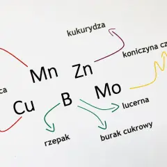 Schemat przedstawia zależności między roślinami (pszenica, kukurydza, rzepak, lucerna, burak cukrowy, koniczyna czerwona) a pierwiastkami (Cu, Mn, Zn, B, Mo), ilustrując ich rolę jako makro i mikroelementy.