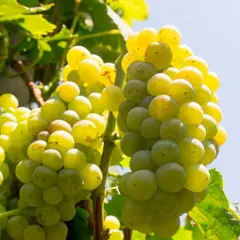 Grappoli di uva bianca, vitigno Etna, maturi e succosi sotto il sole, pronti per un vino fresco e aromatico.