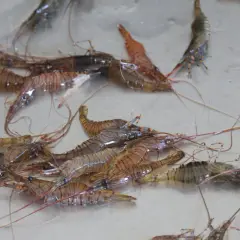 Un grupo de camarones gallegos frescos, con sus cuerpos translúcidos y rayas marrones, se apilan sobre una superficie metálica.
