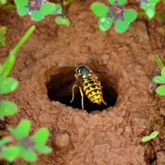 Eine Wespe verlässt ihr Nest im Erdreich. Solche Nester sind wichtig für den Wespen Naturschutz und das Ökosystem.