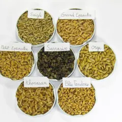 Sept coupelles présentent différentes variétés de céréales : seigle, grand épeautre, petit épeautre, sarrasin, orge, blés tendres et Khorasan.