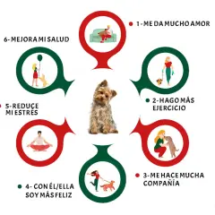 Los beneficios de tener un perro: amor, ejercicio, compañía, felicidad, menos estrés y mejor salud. Un Yorkshire terrier en el centro.