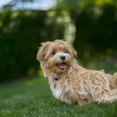 Uroczy, dorosły pudel toy maltipoo z beżowym, kręconym futerkiem siedzi na trawie, z językiem na wierzchu, gotowy do zabawy.