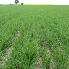 Zielone łany jęczmienia jarego, obiecujące wysokie plony. Ile na ha?