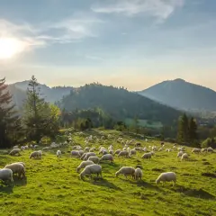 Gdzie nocleg w Pieninach? Odkryj najlepsze opcje na wypoczynek