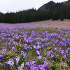 Fioletowe krokusy pokrywają polanę w Tatrach, tworząc fioletowy dywan. W tle widać las i góry.