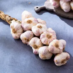 Ein geflochtener Zopf aus frischem Knoblauch, bereit zur Ernte. Die Knollen sind weiß mit lila Streifen. Perfekt für die Lagerung, wann knoblauch ernten?