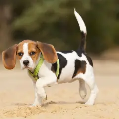 Un cachorro beagle con arnés verde camina sobre la arena. Parece que mi perro cojea de una pata delantera, pero sigue adelante con curiosidad.